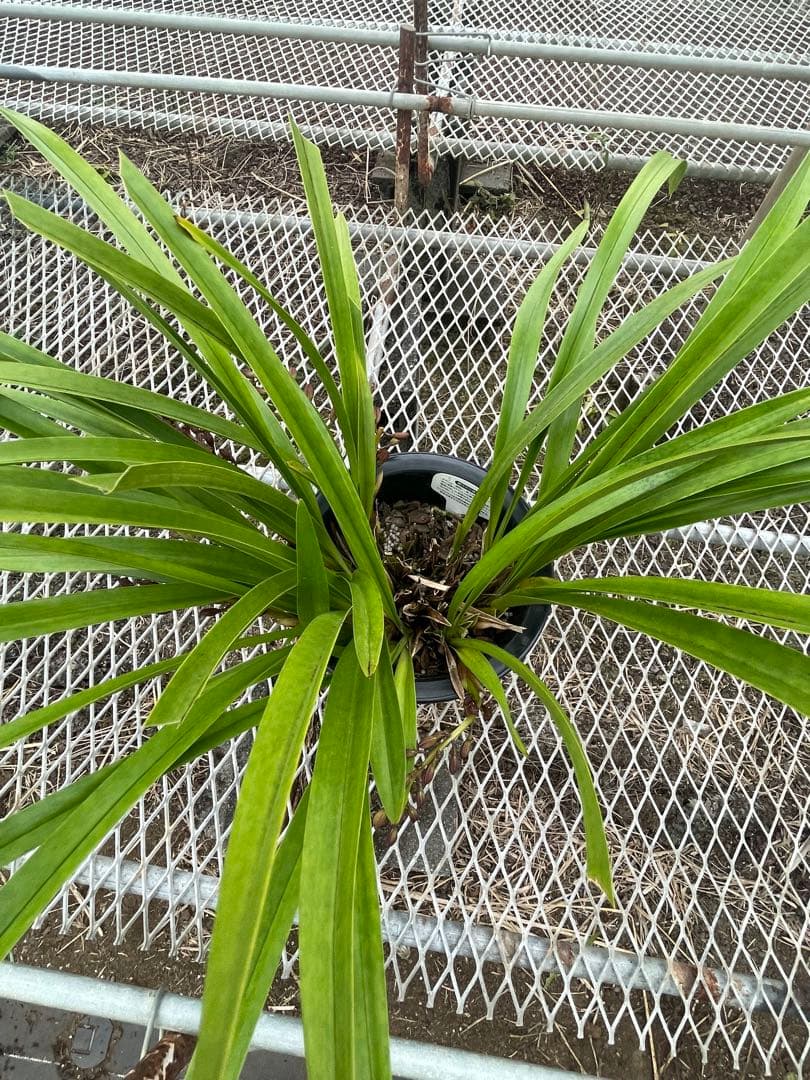 R8年キンリョウヘン花芽5本#5