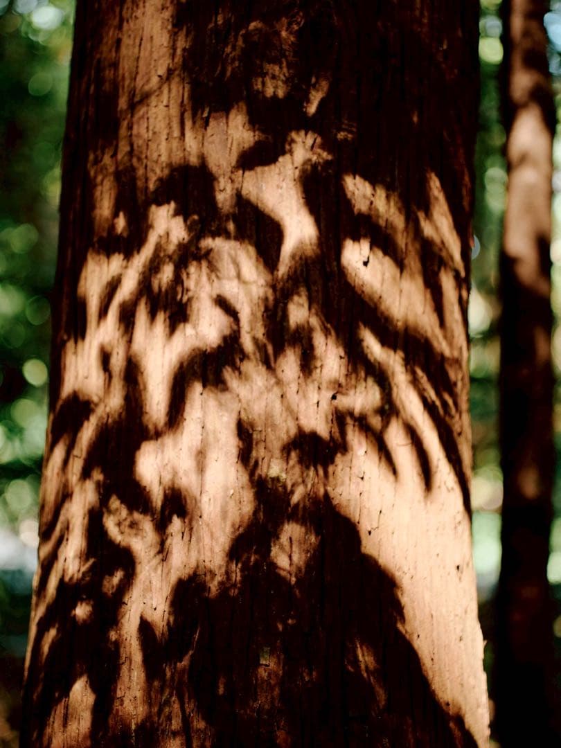 【作例有り】MAMIYA-SEKOR C80mm F2.8＋gマウントアダプター