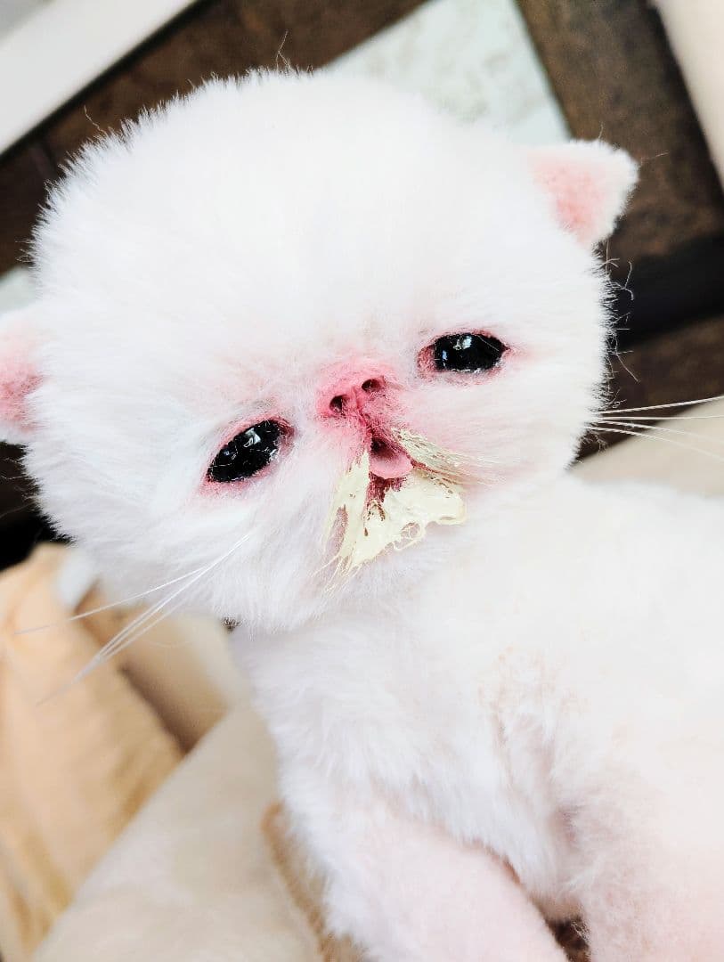 生後10日♡エキゾ子猫ちゃん♡ママ〜ミルクちょうだい♡アートドール♡ぬいぐるみ♡
