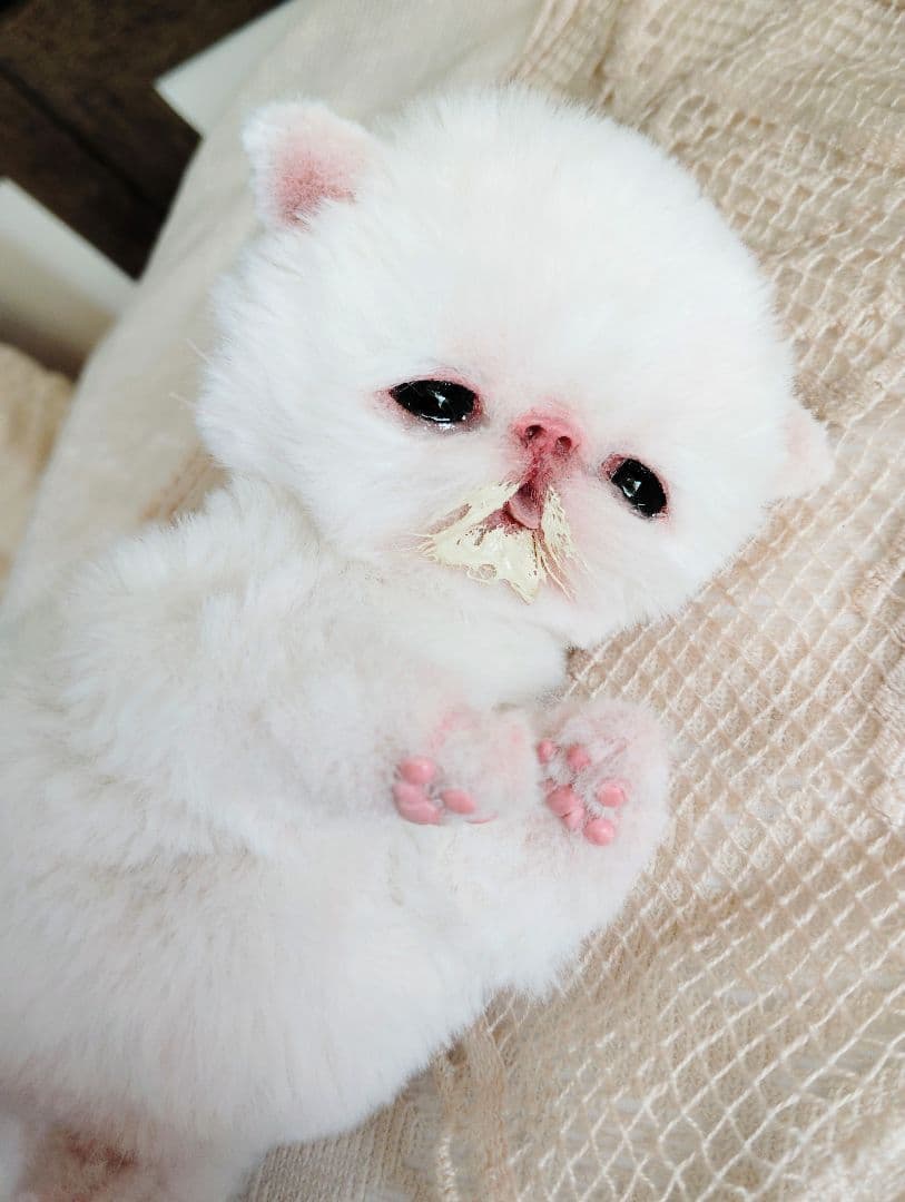 生後10日♡エキゾ子猫ちゃん♡ママ〜ミルクちょうだい♡アートドール♡ぬいぐるみ♡