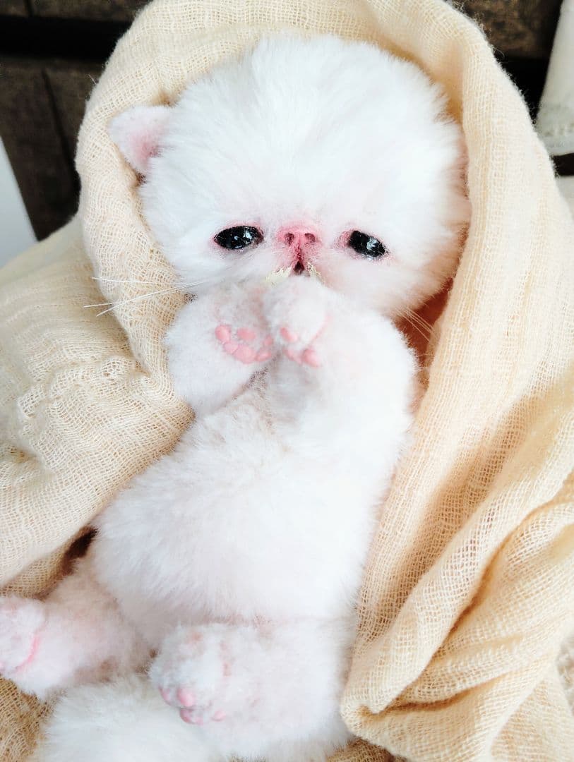 生後10日♡エキゾ子猫ちゃん♡ママ〜ミルクちょうだい♡アートドール♡ぬいぐるみ♡