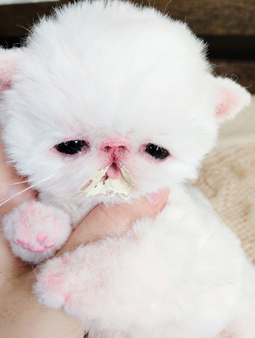 生後10日♡エキゾ子猫ちゃん♡ママ〜ミルクちょうだい♡アートドール♡ぬいぐるみ♡