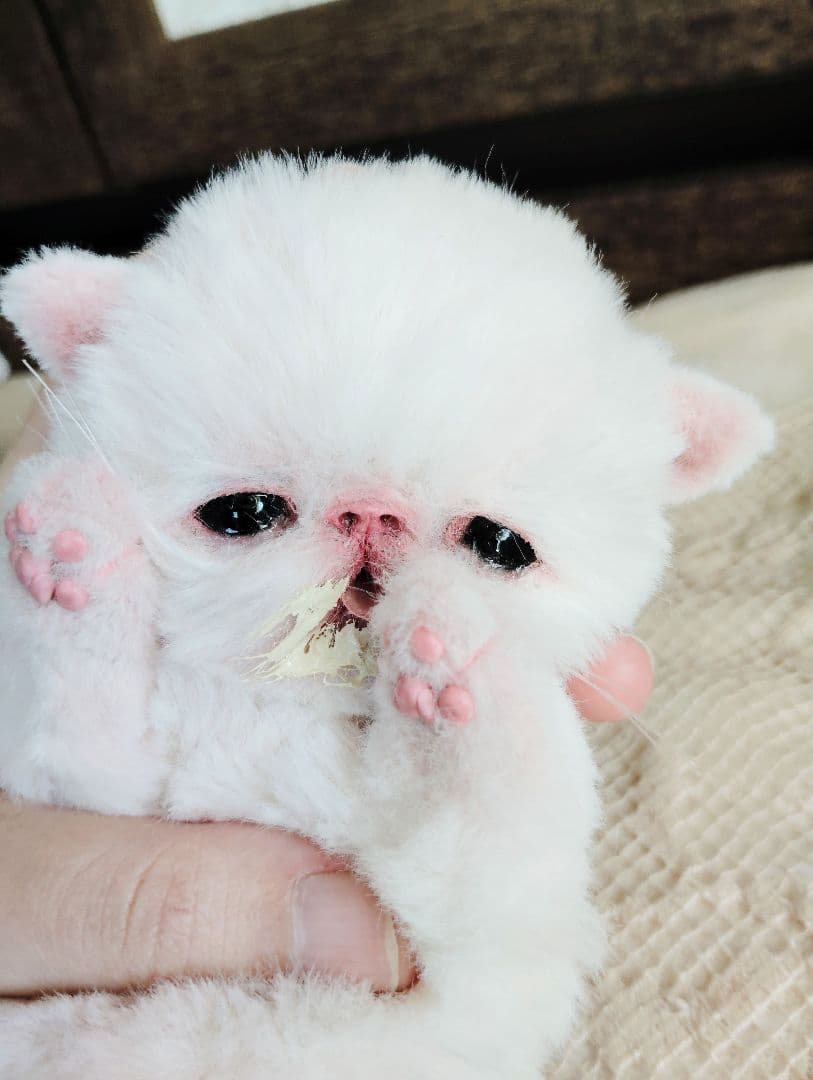 生後10日♡エキゾ子猫ちゃん♡ママ〜ミルクちょうだい♡アートドール♡ぬいぐるみ♡