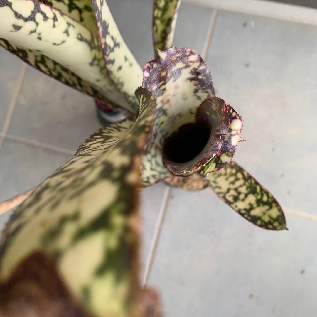Billbergia Dream 子株付き