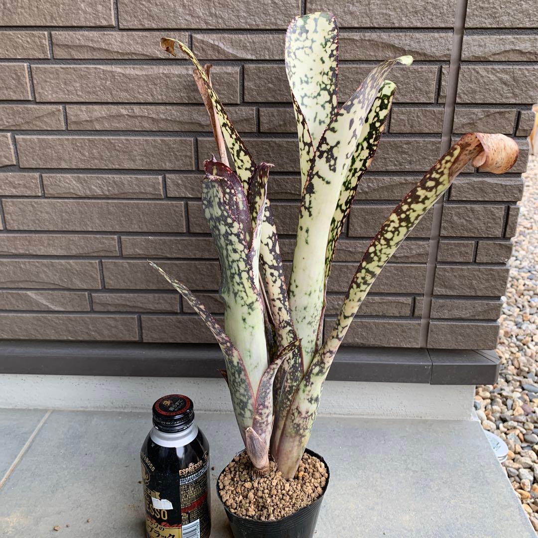Billbergia Dream 子株付き