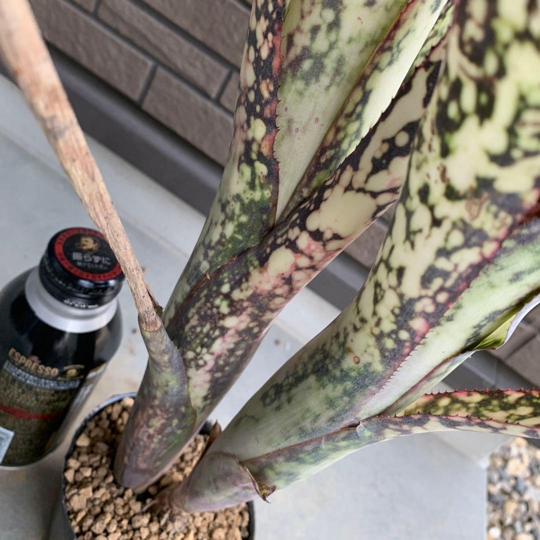 Billbergia Dream 子株付き