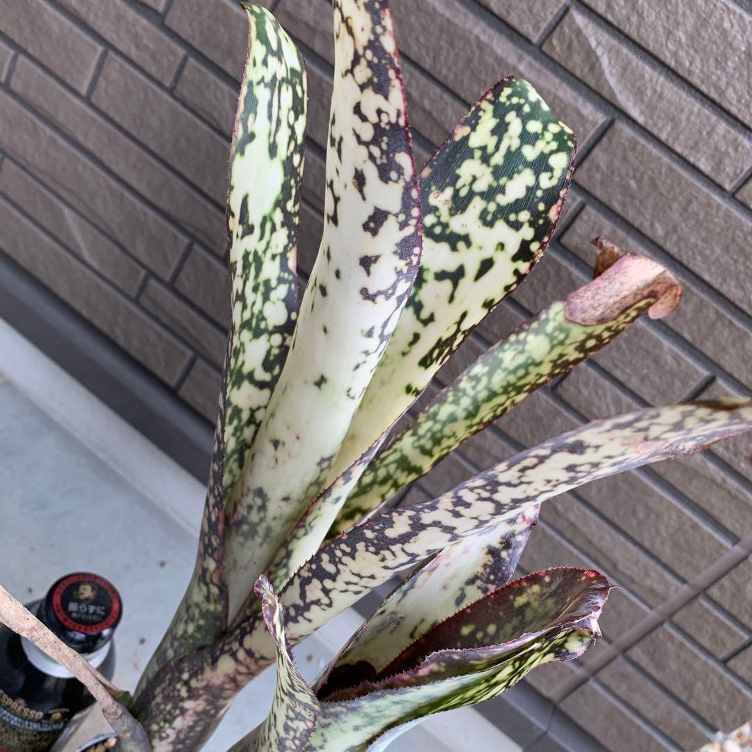 Billbergia Dream 子株付き