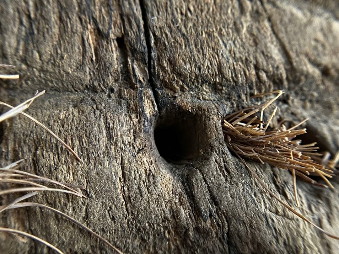 【笑山神 民間信仰古面 約25㎝ 焼印 木彫 江戸後期頃】郷土玩具民藝田楽面厄除