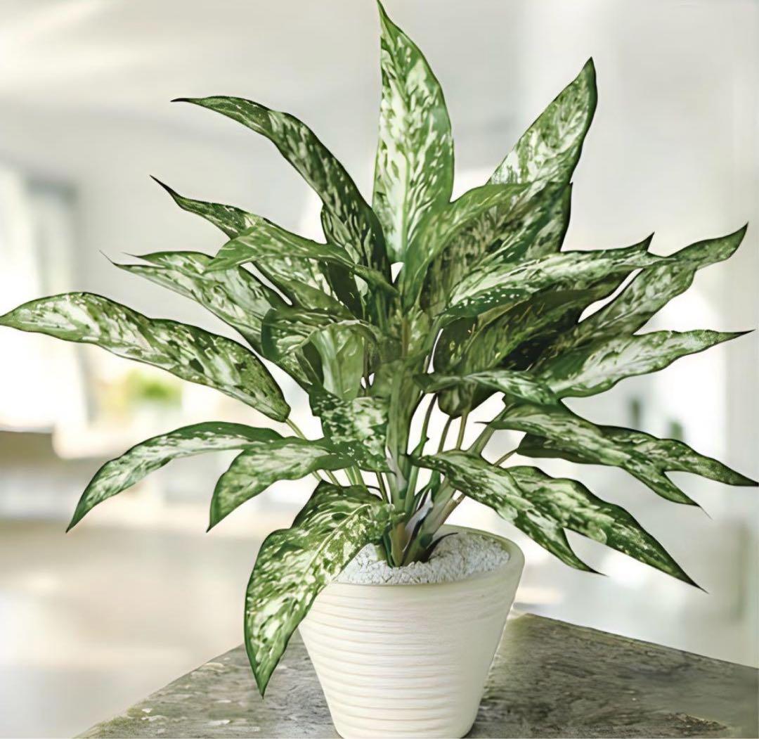 光触媒　人工観葉植物　ウォールグリーン　フェイクグリーン　アグラオネマ