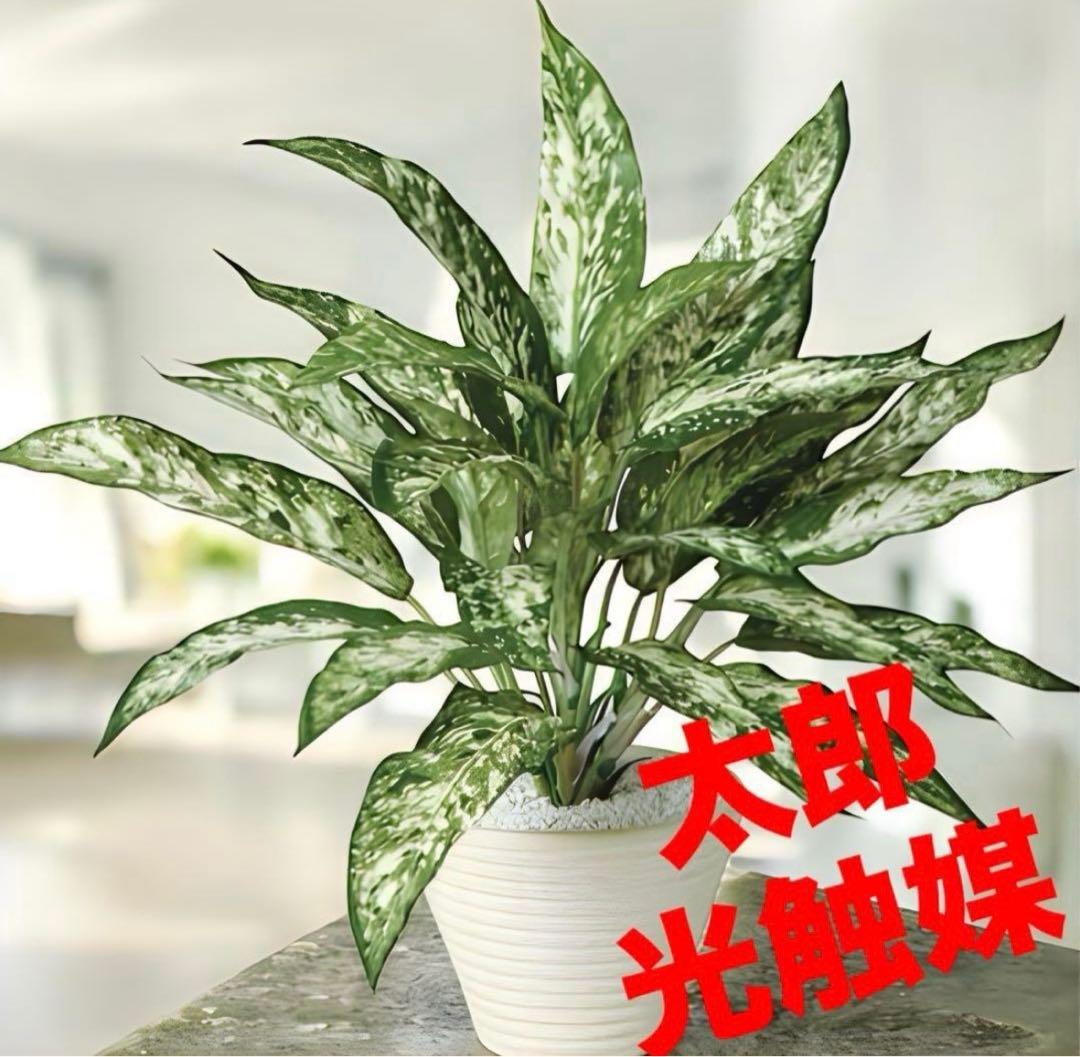 光触媒　人工観葉植物　ウォールグリーン　フェイクグリーン　アグラオネマ
