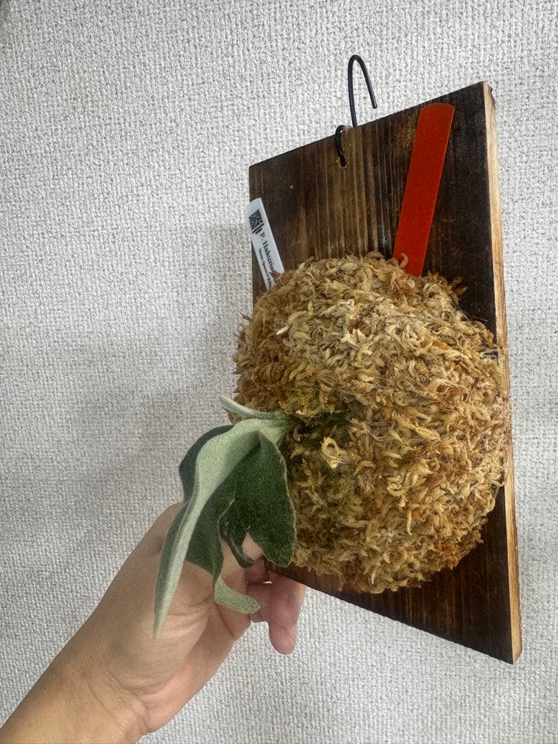 P. Hakuna Matata ハクナマタタ　ビカクシダ F301 OC 橙