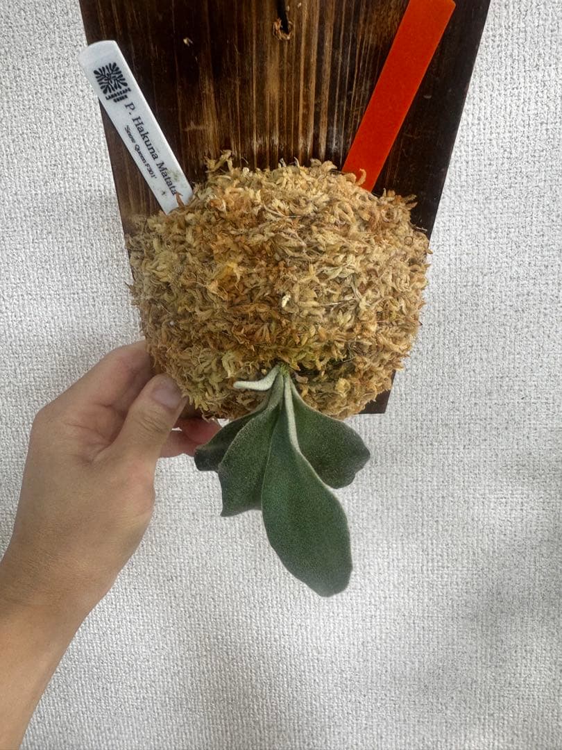 P. Hakuna Matata ハクナマタタ　ビカクシダ F301 OC 橙