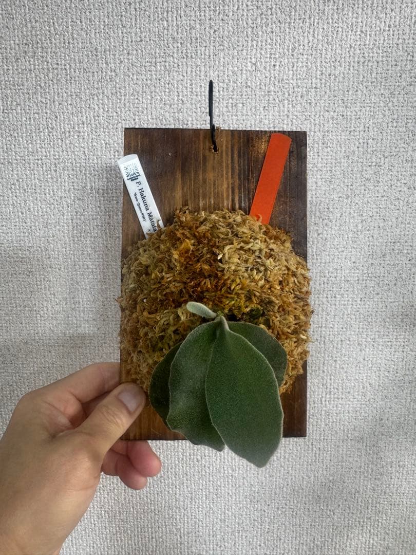 P. Hakuna Matata ハクナマタタ　ビカクシダ F301 OC 橙