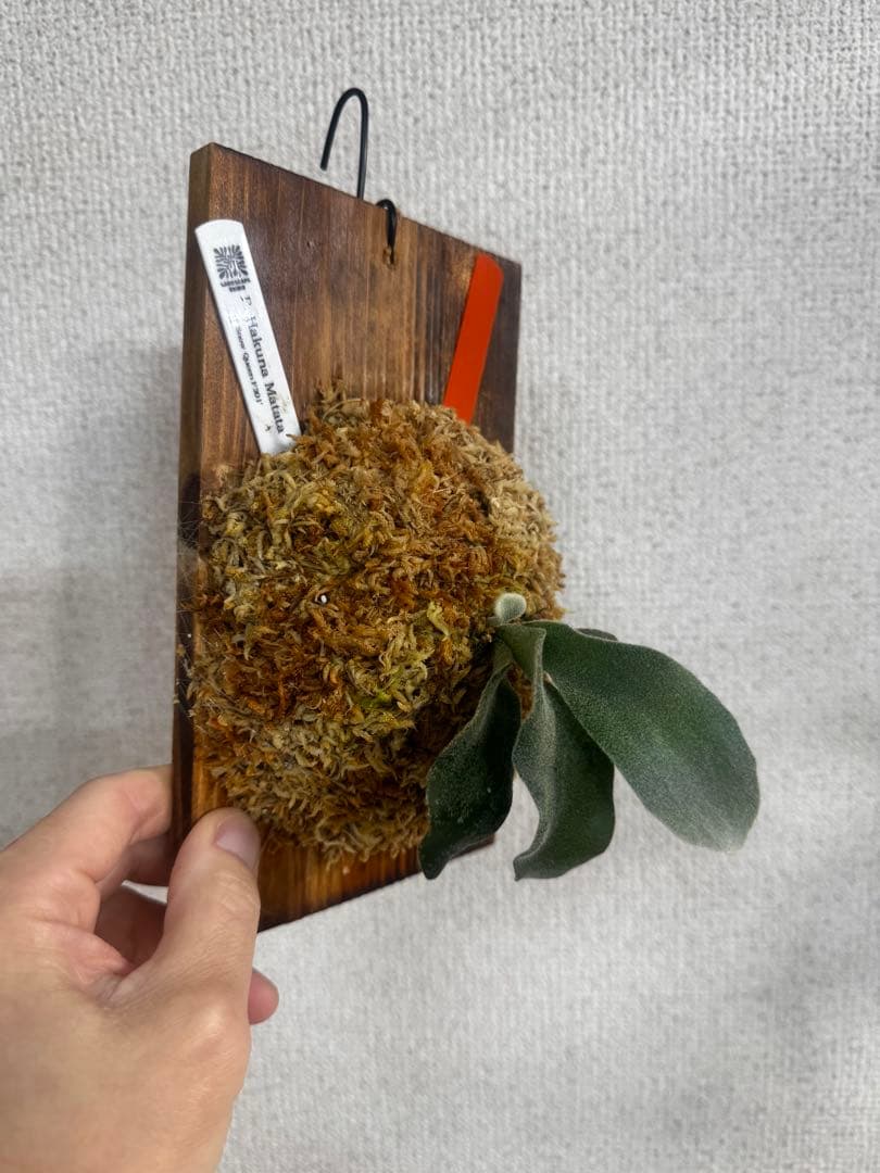 P. Hakuna Matata ハクナマタタ　ビカクシダ F301 OC 橙