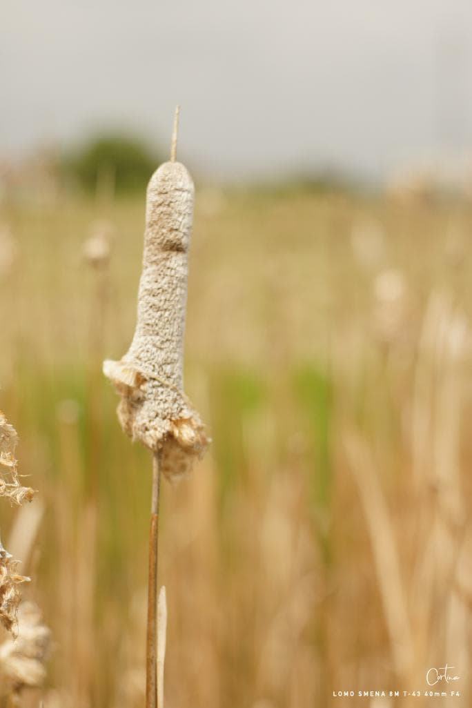 LOMO SMENA 8M T-43 40mm F4 M42マウント 改造レンズ