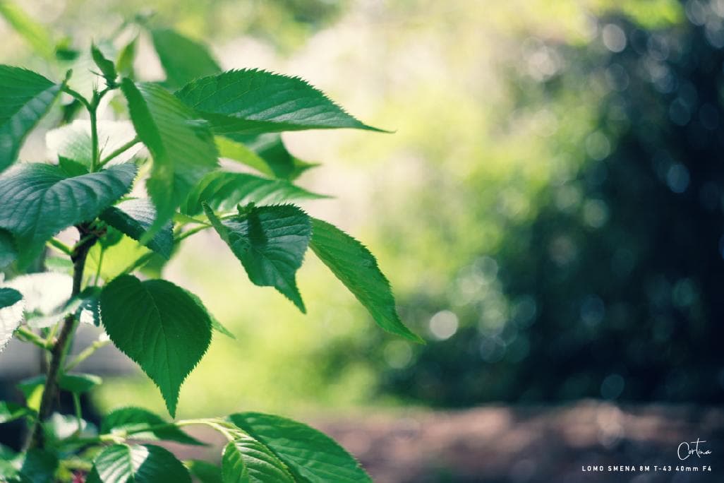 LOMO SMENA 8M T-43 40mm F4 M42マウント 改造レンズ