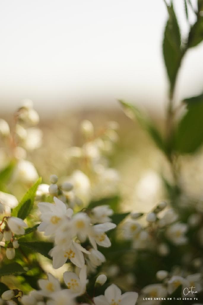 LOMO SMENA 8M T-43 40mm F4 M42マウント 改造レンズ