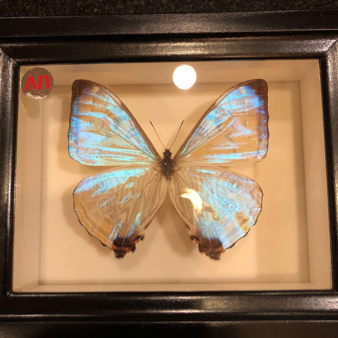 インテリアの蝶