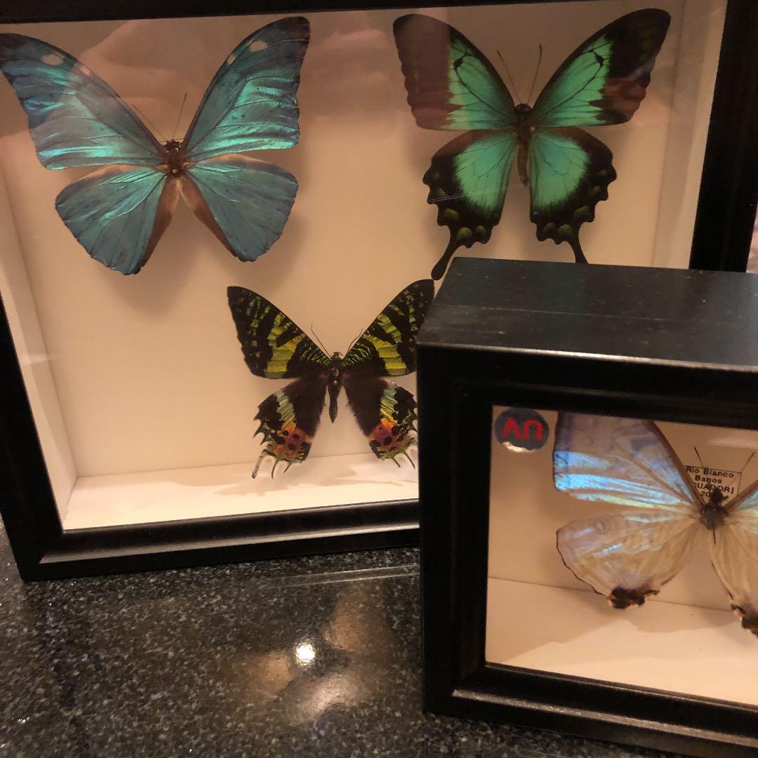 インテリアの蝶