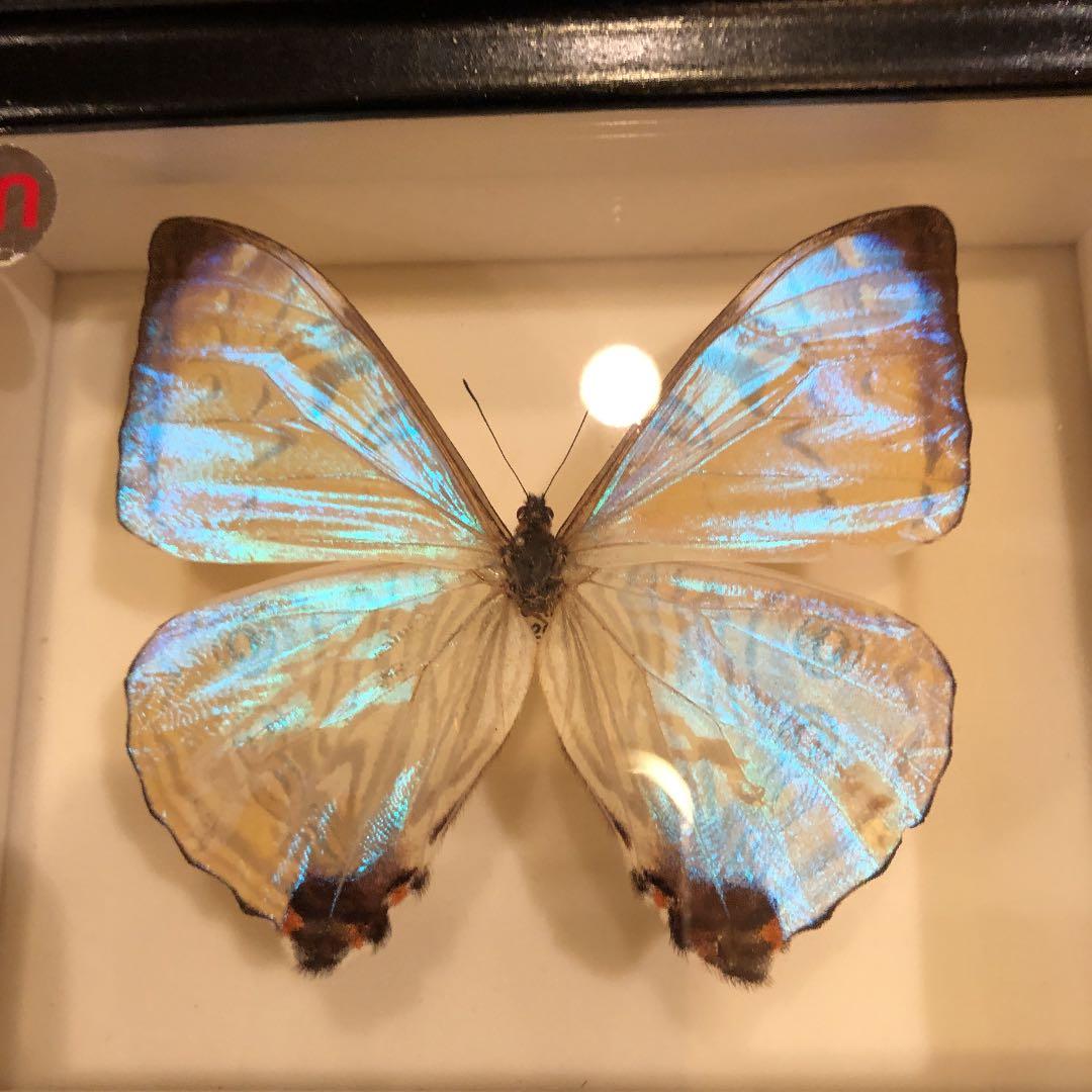 インテリアの蝶