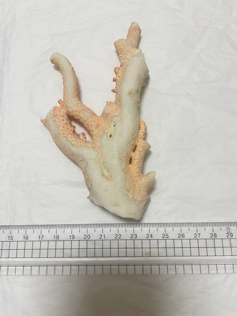 珊瑚サンゴ、白珊瑚原木の置物
