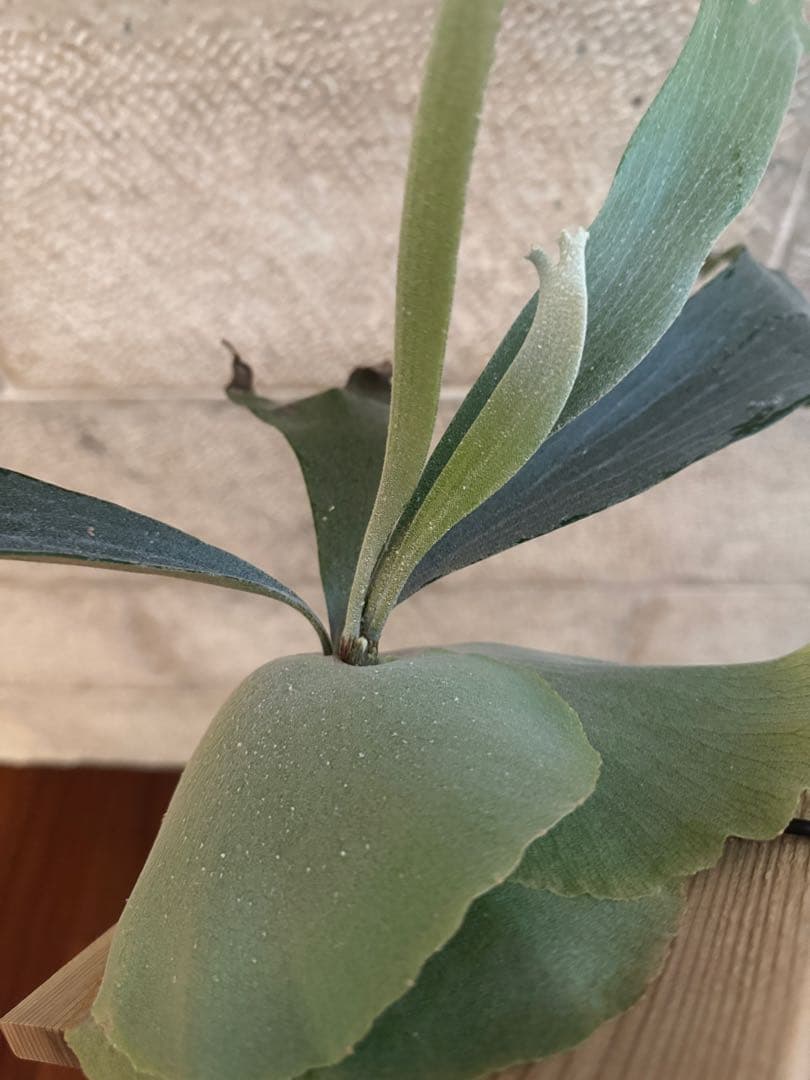 P.E-1 (bifur sp.white) 白ビフ 子株 ビカクシダ OC