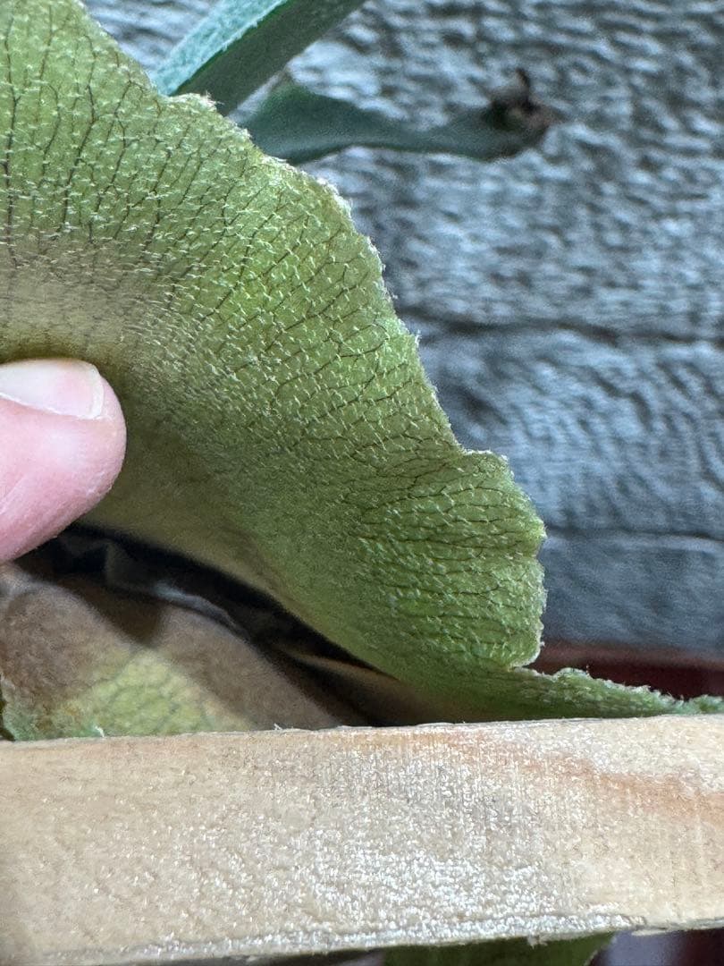 P.E-1 (bifur sp.white) 白ビフ 子株 ビカクシダ OC