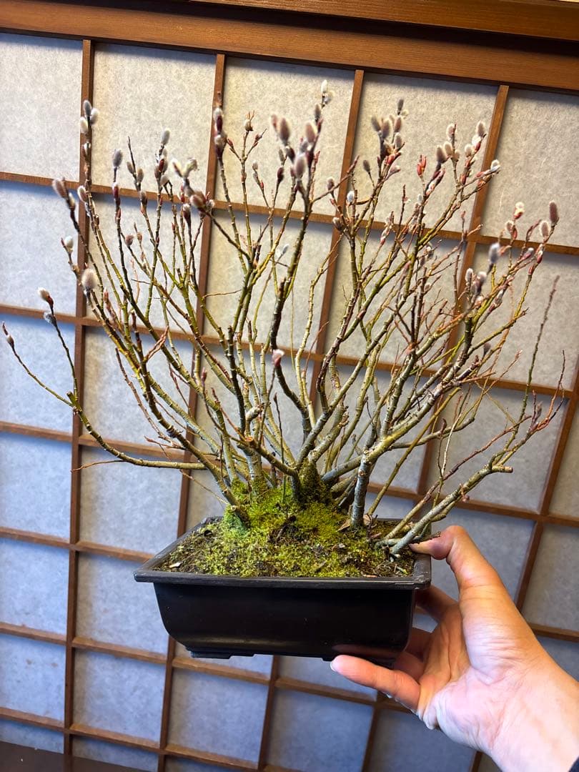 ネコ柳盆栽❗️ネコヤナギ❗️花言葉は（自由）（思いのままに）
