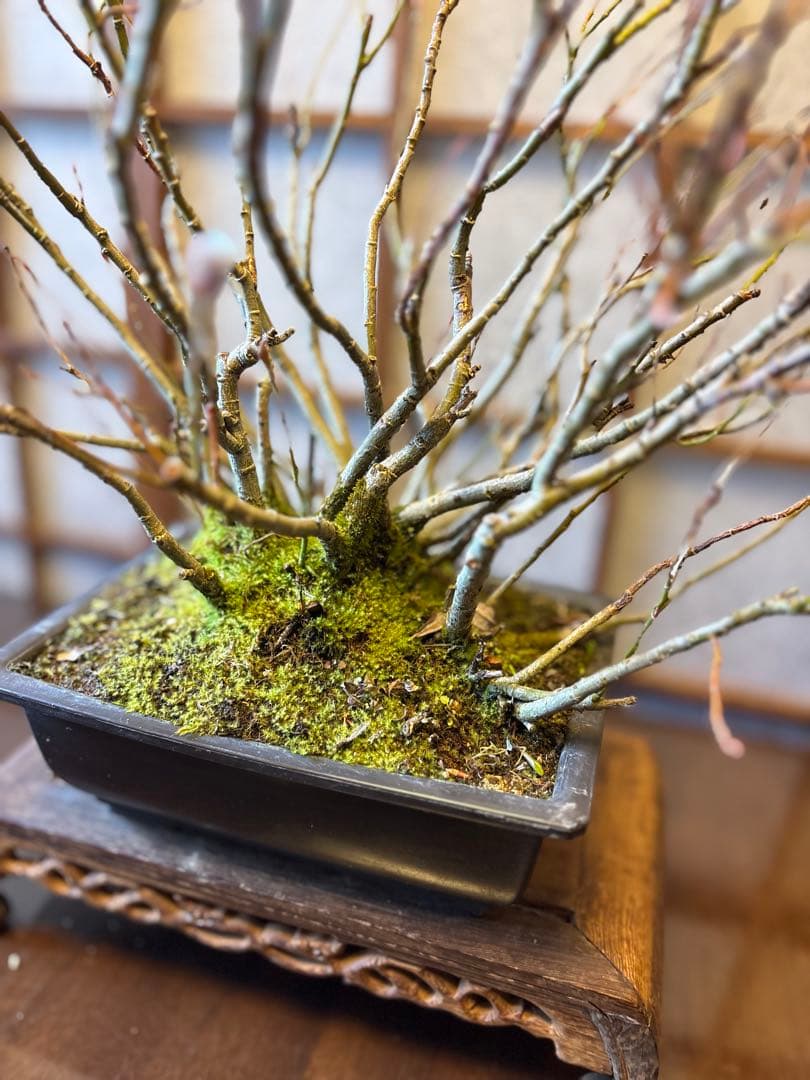 ネコ柳盆栽❗️ネコヤナギ❗️花言葉は（自由）（思いのままに）