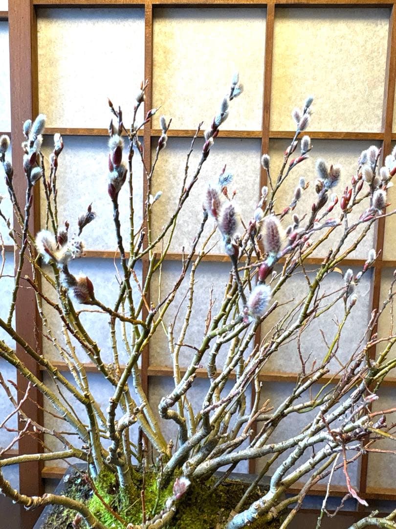 ネコ柳盆栽❗️ネコヤナギ❗️花言葉は（自由）（思いのままに）