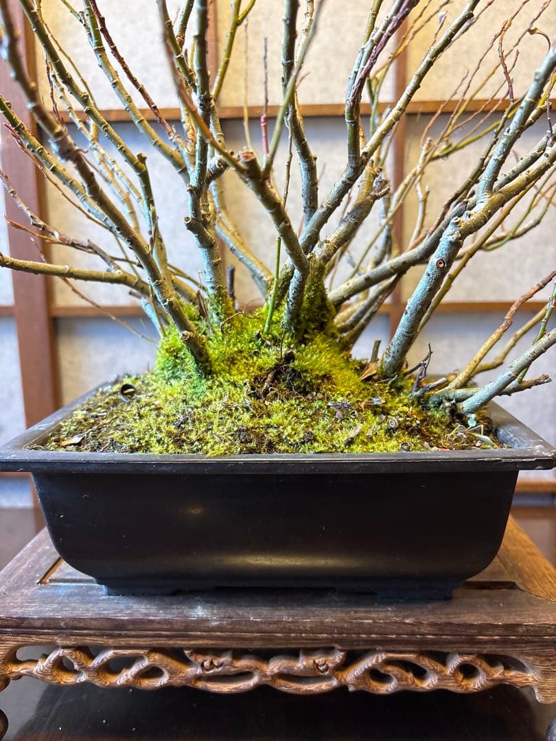 ネコ柳盆栽❗️ネコヤナギ❗️花言葉は（自由）（思いのままに）