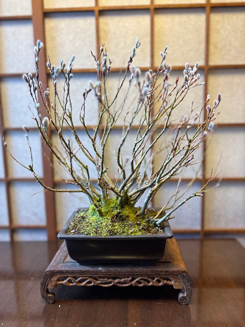 ネコ柳盆栽❗️ネコヤナギ❗️花言葉は（自由）（思いのままに）