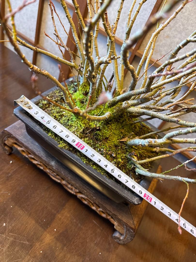 ネコ柳盆栽❗️ネコヤナギ❗️花言葉は（自由）（思いのままに）