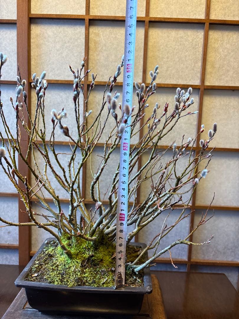 ネコ柳盆栽❗️ネコヤナギ❗️花言葉は（自由）（思いのままに）