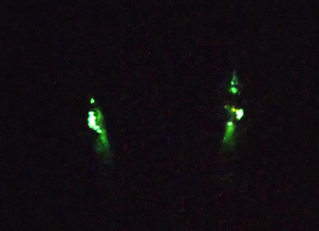 妖精翼龍アートドール ハンドメイドぬいぐるみ 龍 ドラゴン 神龍 幻獣 蓄光龍神