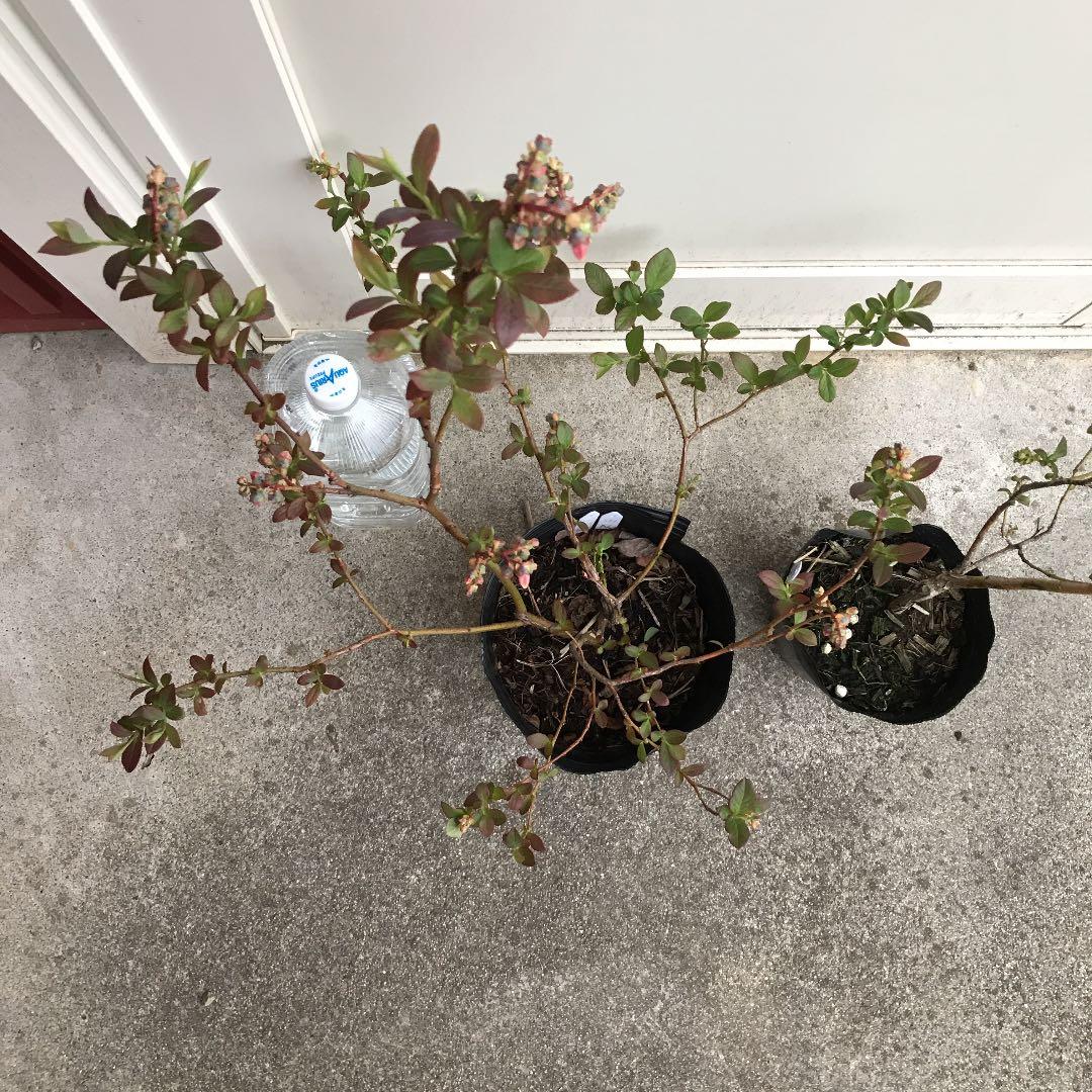 <お問い合わせ用> ブルーベリー　2本セット