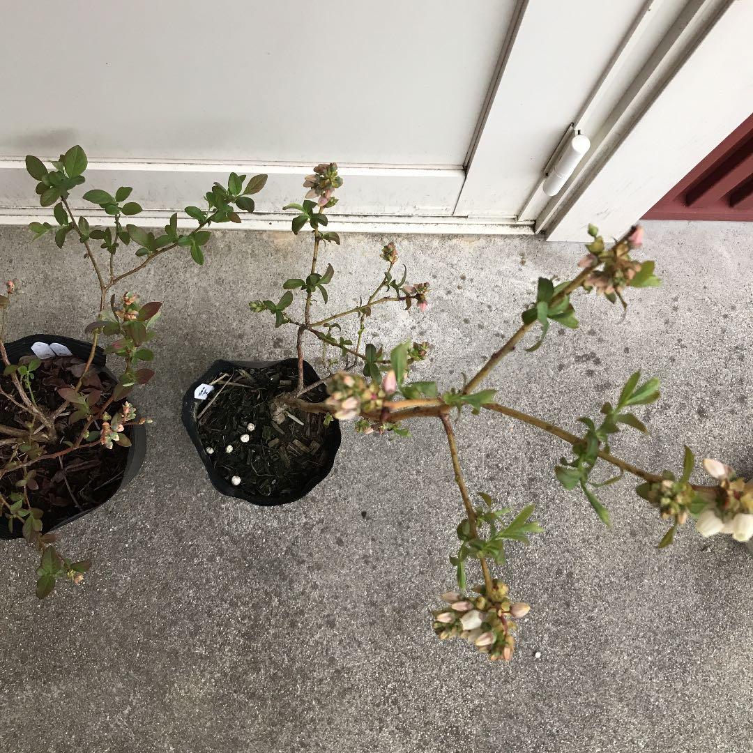 <お問い合わせ用> ブルーベリー　2本セット