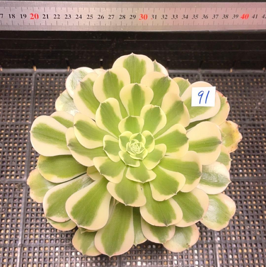 91 #多肉植物アエオニウム錦❤️グリーン.メデューサ❤️1大頭9子芽22cm拔き苗