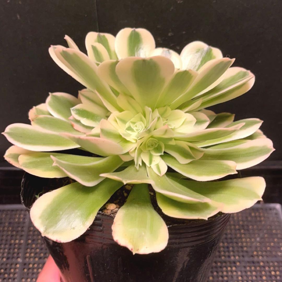 91 #多肉植物アエオニウム錦❤️グリーン.メデューサ❤️1大頭9子芽22cm拔き苗