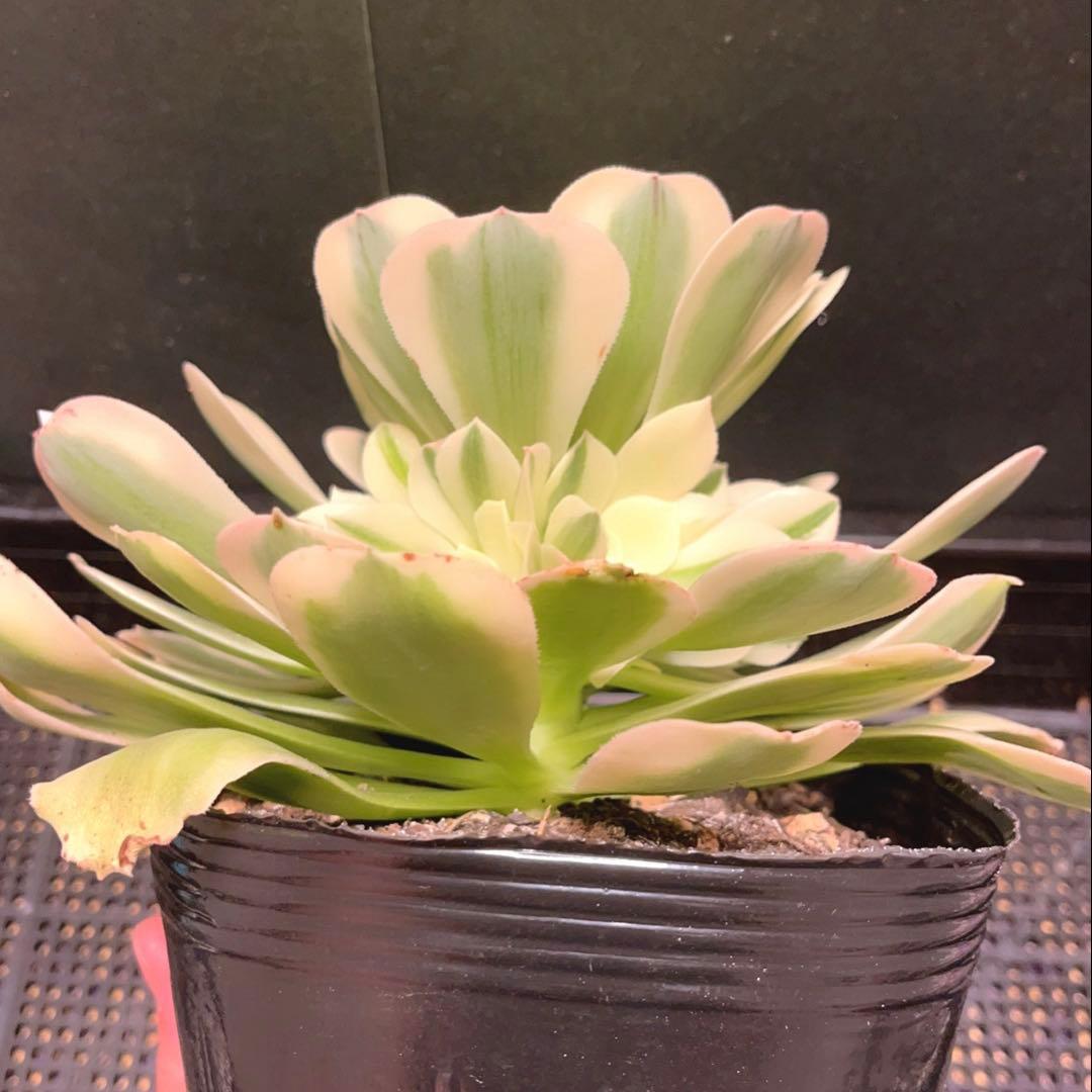 91 #多肉植物アエオニウム錦❤️グリーン.メデューサ❤️1大頭9子芽22cm拔き苗