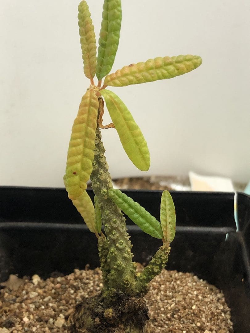 Q177塊根植物 小型 緑と黄色の葉ドルステニア・ギガス（2年苗