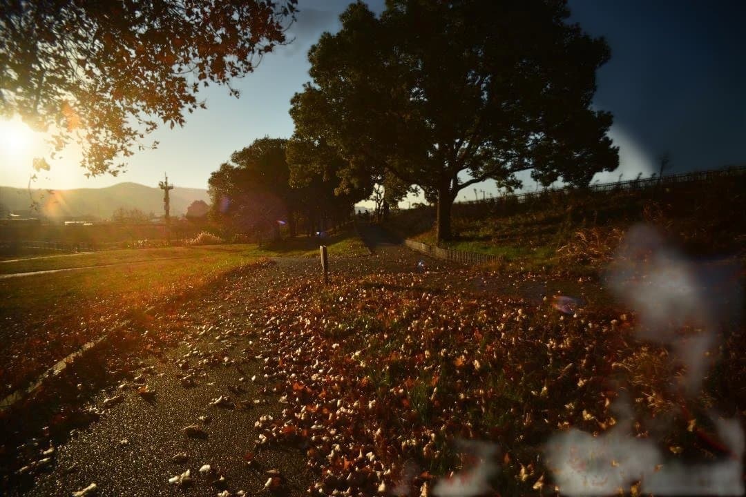 COSINA 20mm F3.8 MC MACRO　ニコンFマウント