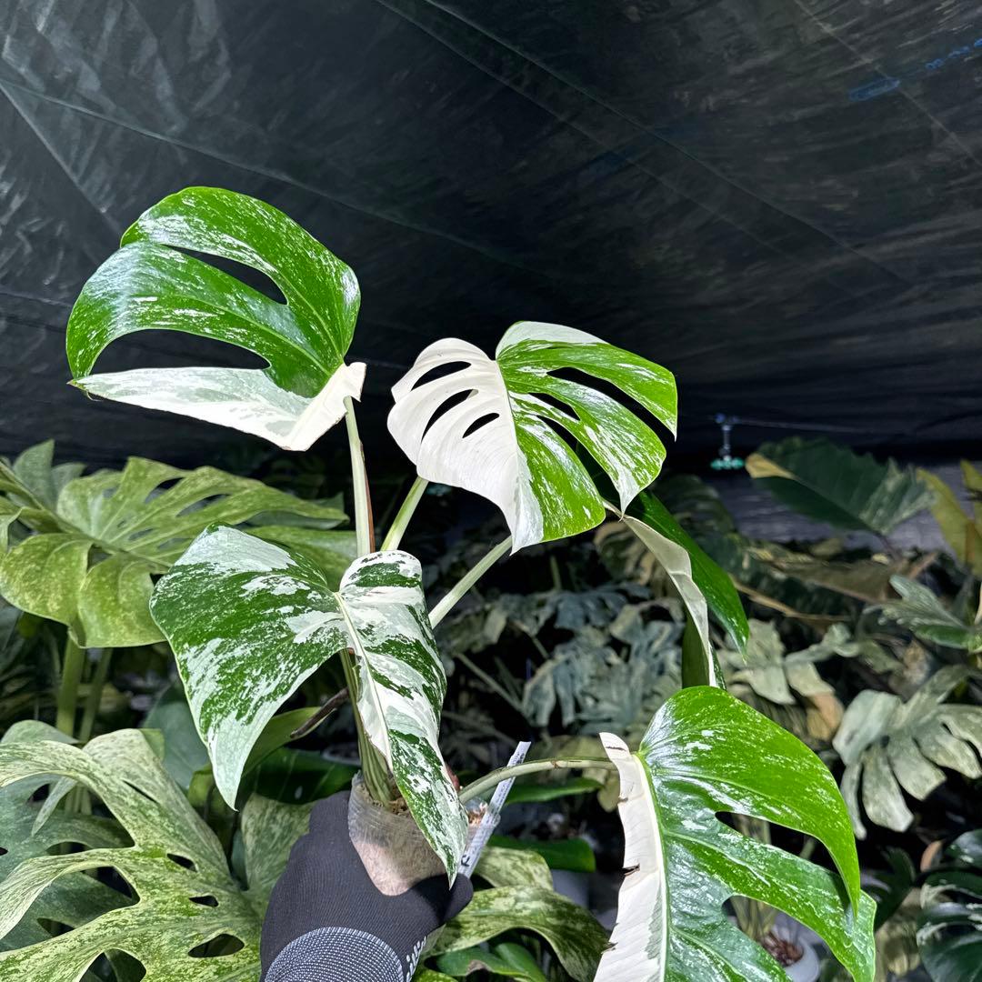 K2 モンステラ　ボルギシアナ　アルボ　ホワイトタイガー白斑　健康カット苗