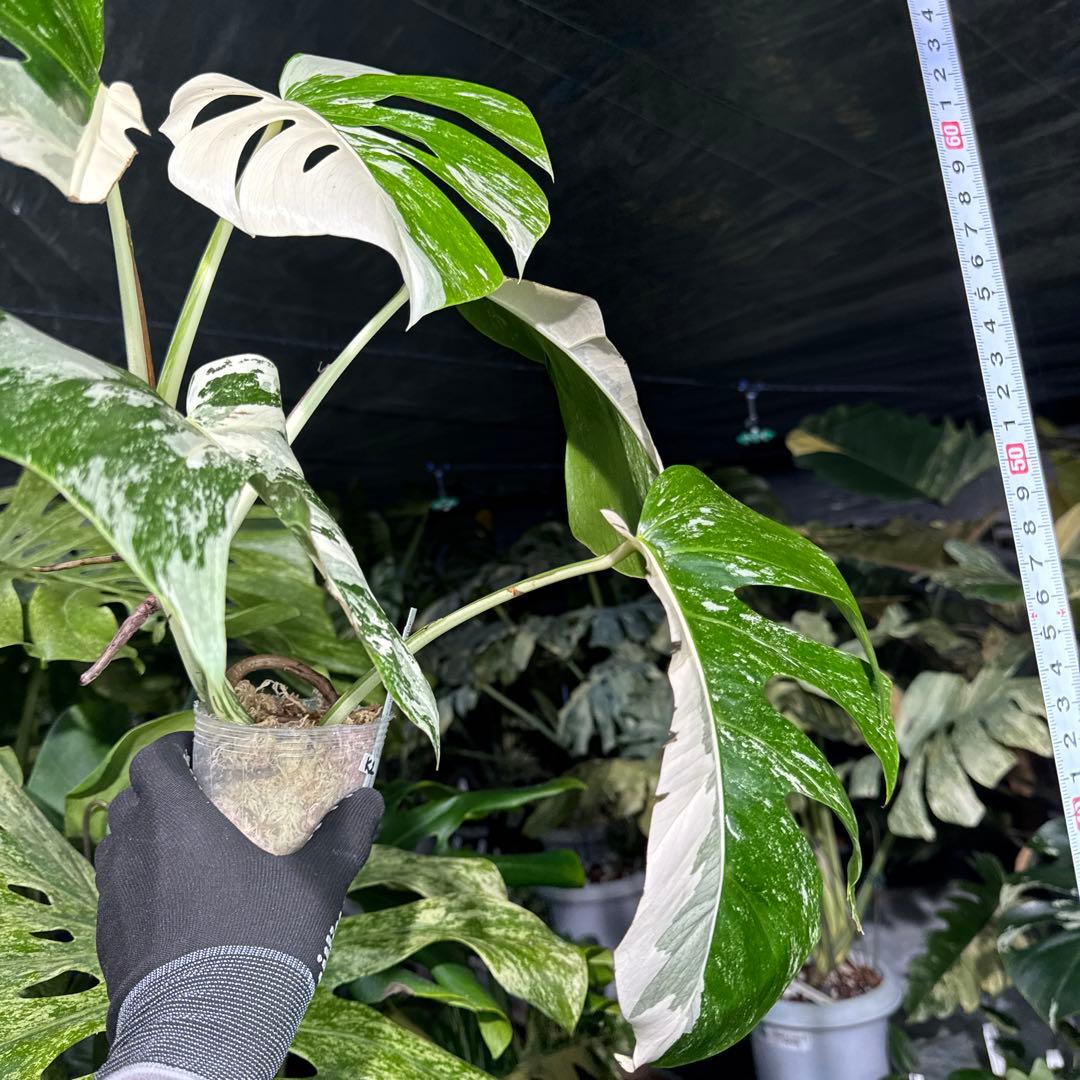 K2 モンステラ　ボルギシアナ　アルボ　ホワイトタイガー白斑　健康カット苗