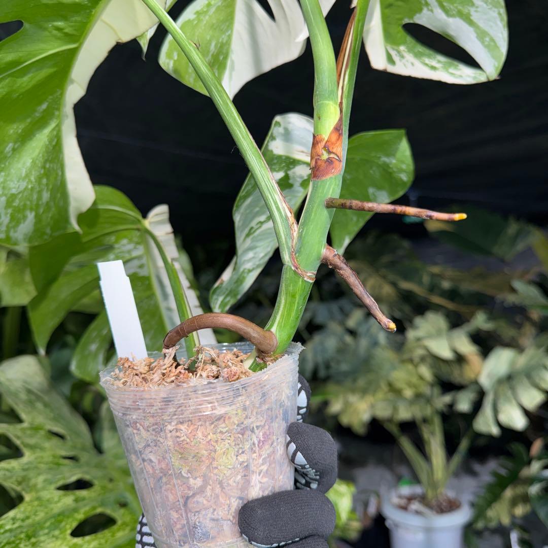 K2 モンステラ　ボルギシアナ　アルボ　ホワイトタイガー白斑　健康カット苗