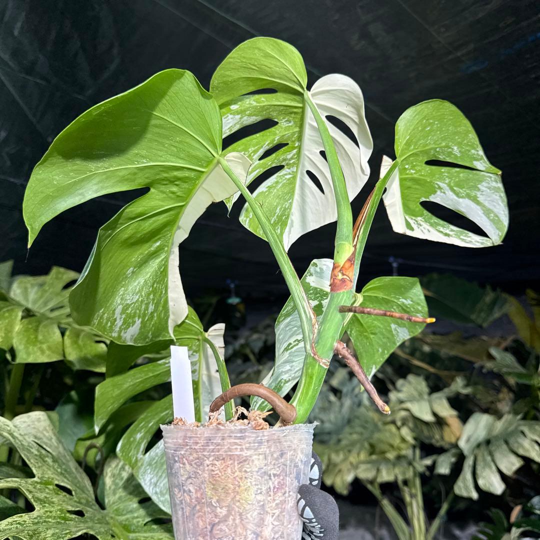 K2 モンステラ　ボルギシアナ　アルボ　ホワイトタイガー白斑　健康カット苗