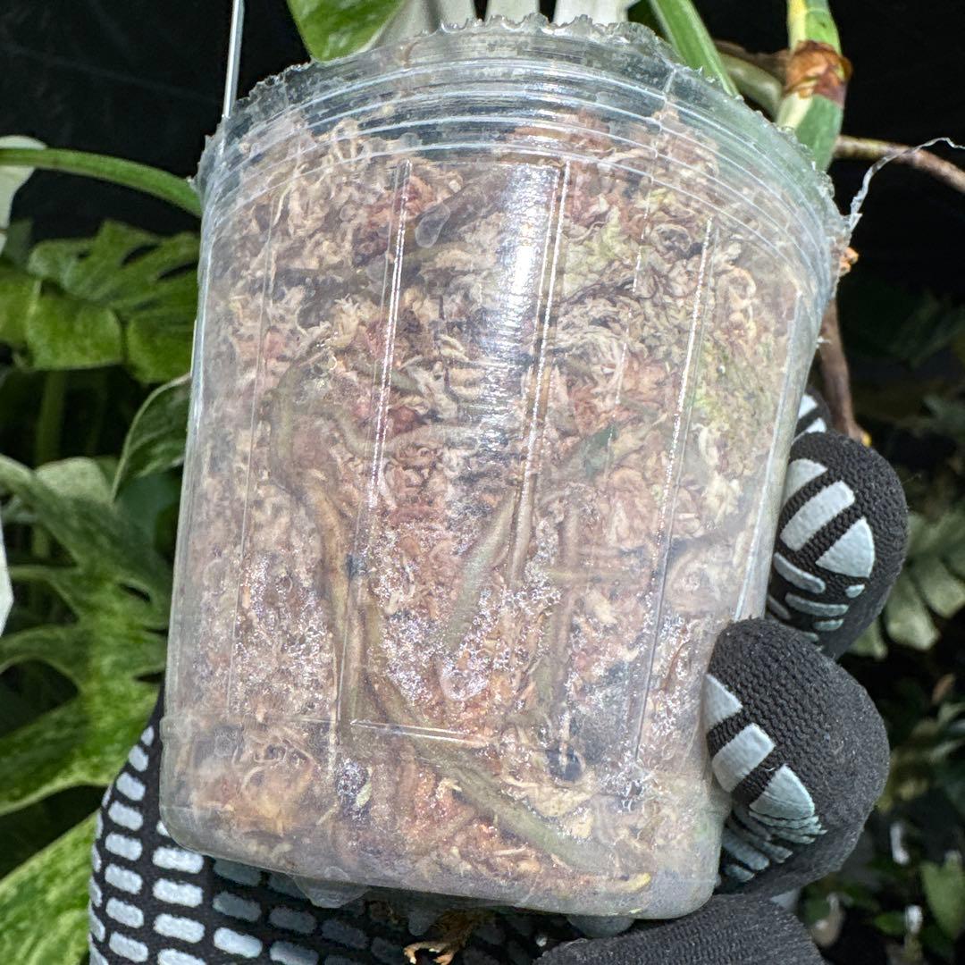 K2 モンステラ　ボルギシアナ　アルボ　ホワイトタイガー白斑　健康カット苗