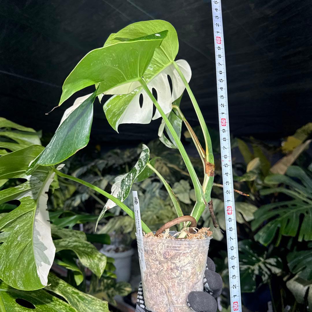 K2 モンステラ　ボルギシアナ　アルボ　ホワイトタイガー白斑　健康カット苗