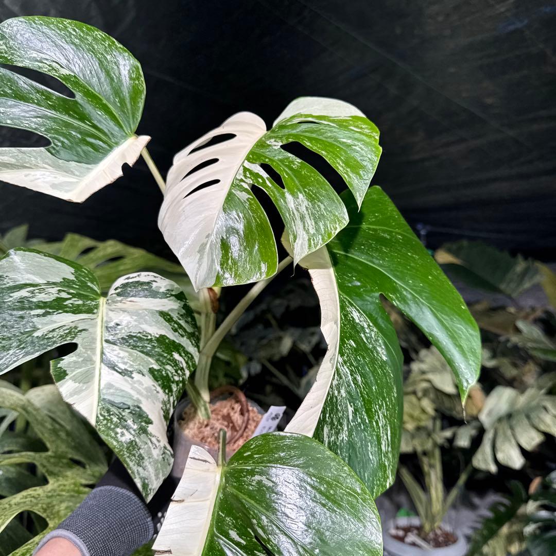 K2 モンステラ　ボルギシアナ　アルボ　ホワイトタイガー白斑　健康カット苗