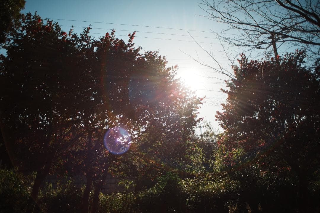 【整備＆テスト】オリンパス Zuiko auto-w 24mm F2.8 884